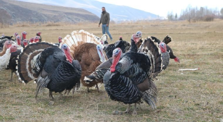 Yılbaşı öncesi hindiler satışta! Fiyatı 4 bin lirayı buluyor