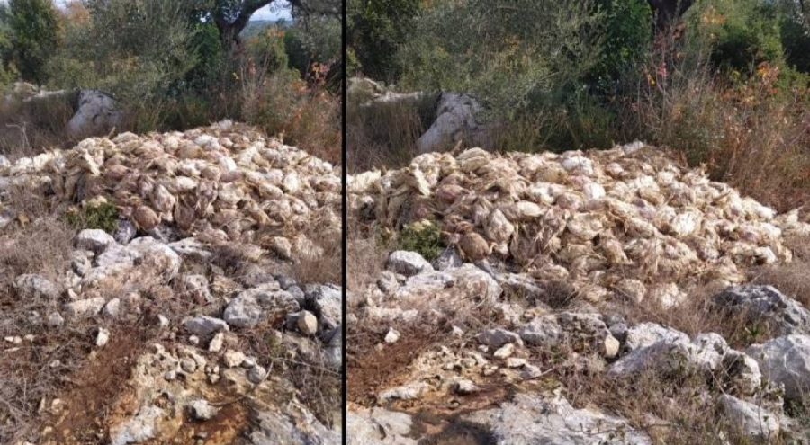 Boş araziye bırakılmış yüzlerce ölü tavuk bulundu!