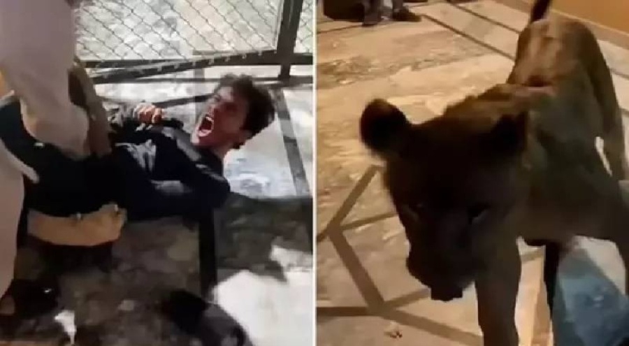 Aslanla selfie çekmek istedi, canından oluyordu!