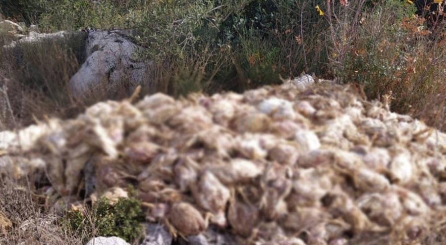 Boş arazide yüzlerce ölü tavuk bulundu: İnceleme başlatıldı