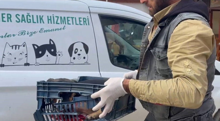 Bursa'da sürücünün çarptığı köpeğe zabıta ekipleri sahip çıktı