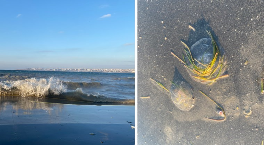 İstanbul'da 'lodos' sonucu deniz anaları kıyıya vurdu