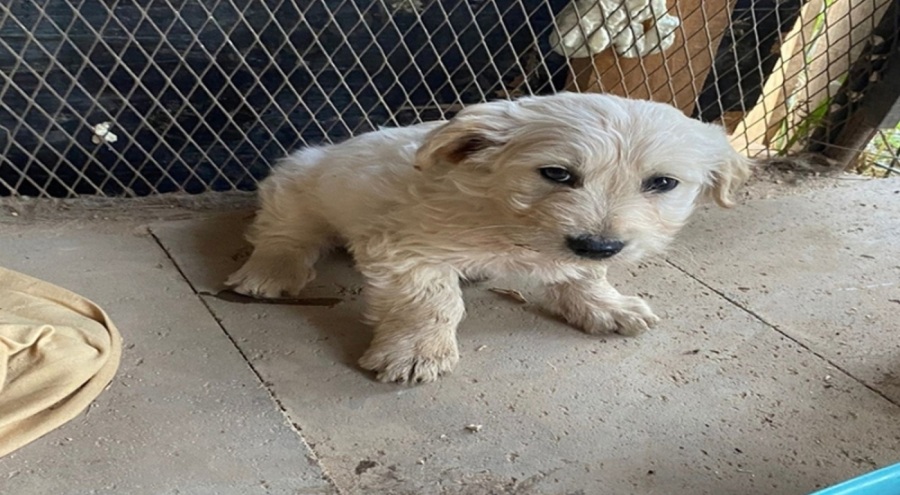 Anne köpek ve yavruları tüfekle öldürüldü