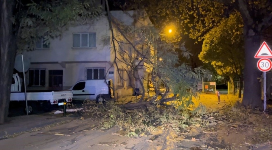 Bursa'da şiddetli rüzgar ağacı kökünden söktü! Yol kapandı