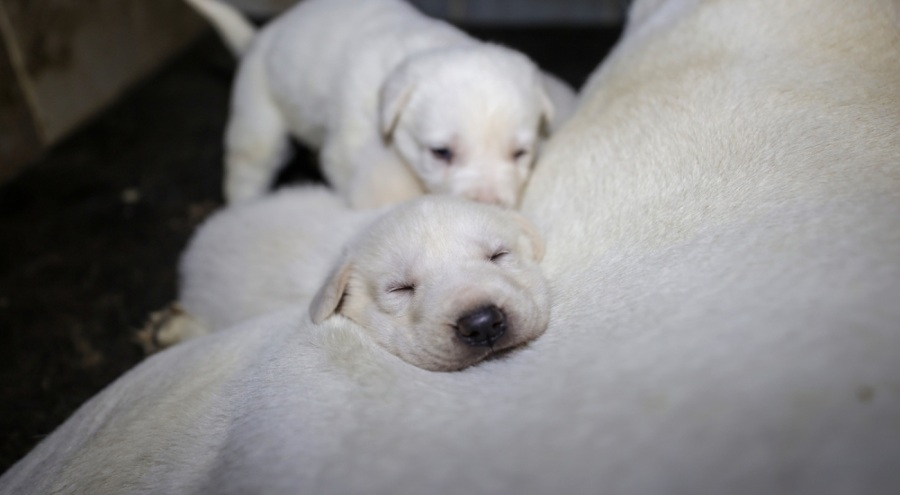 Kangal köpeklerinin gen kaynağı 28 yıldır Karacabey'de korunuyor