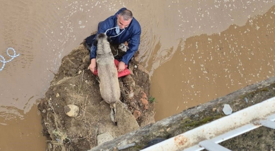 Mahsur kalan köpeği itfaiyeci suya girerek kurtardı