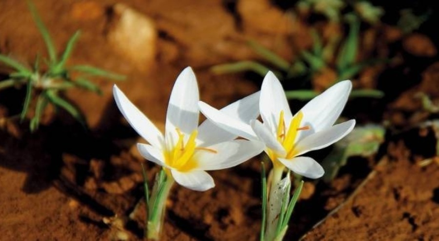 Bu bitkiyi koparmanın cezası binlerce lira!