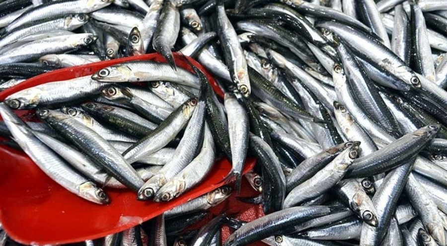 Türkiye'nin 10 aylık hamsi ihracatı 12,3 milyon doları aştı