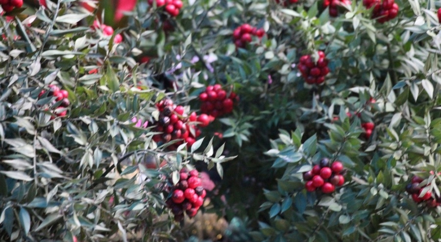 Yılbaşının simgelerinden kokina çiçeği tezgahları süslemeye başladı