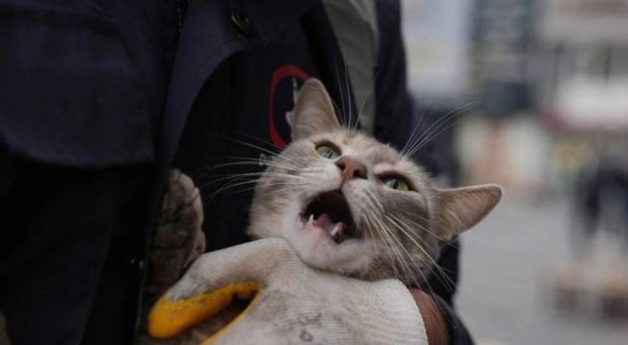 Reklam tabelasına sıkışan 2 kedi kurtarıldı