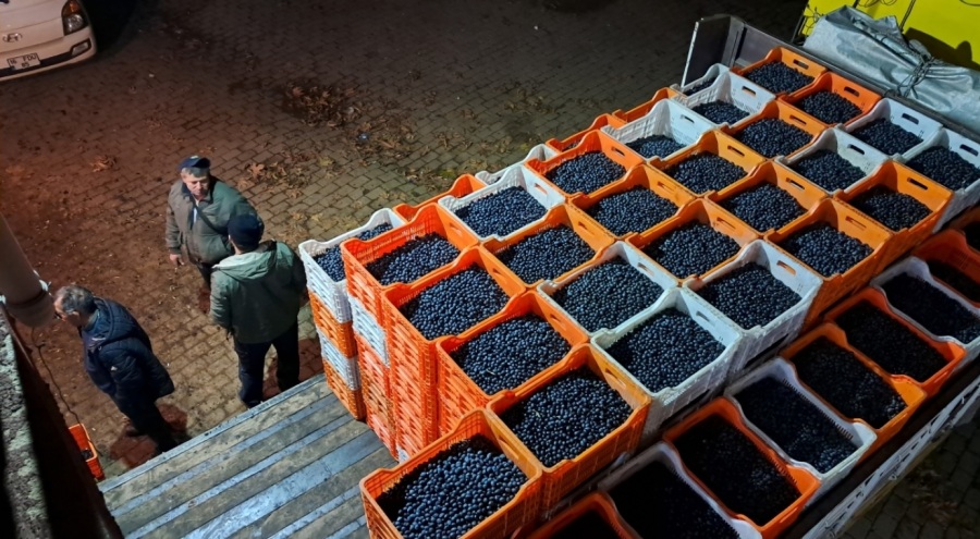 İznikli zeytin üreticilerinin Tarım Kredi çilesi