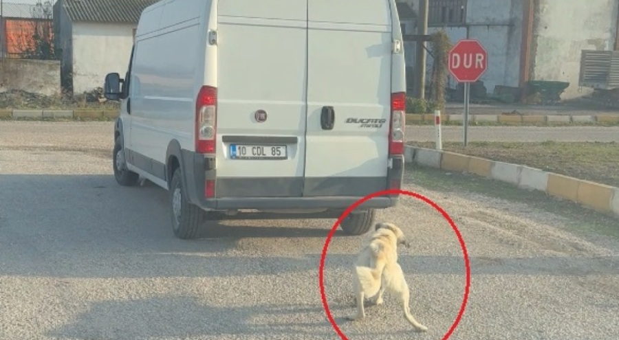 Köpeği minibüsün arkasına iple bağlayıp çekti