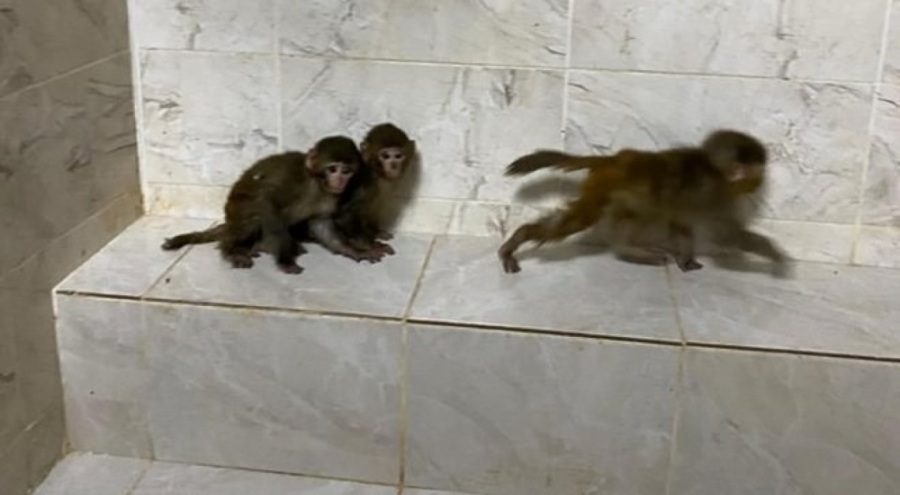 Sınırda üç maymuna el konuldu