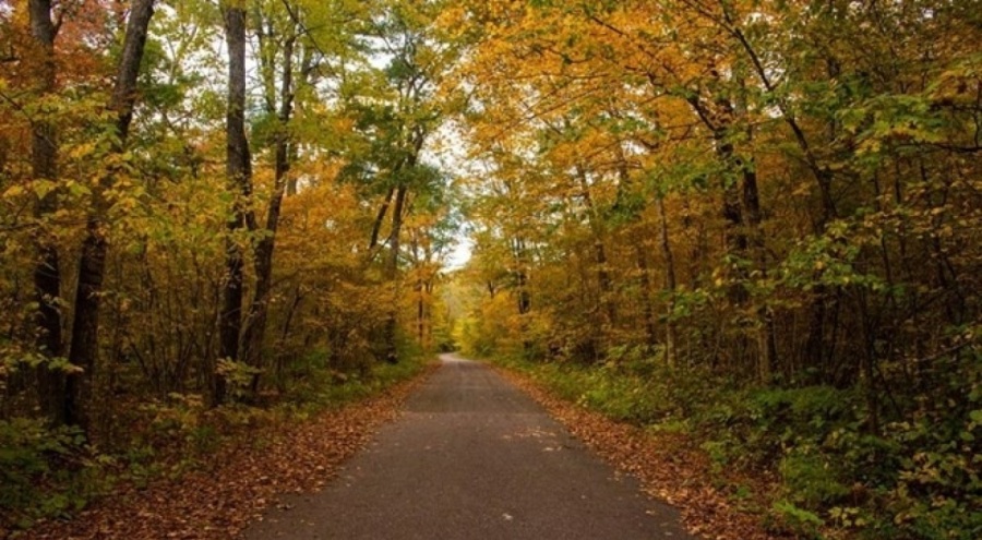 DMM'den "Belgrad Ormanı imara açılıyor" iddiasına açıklama