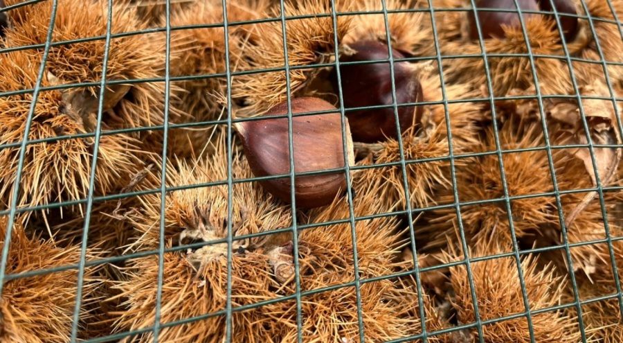 İzmir'den ucuza getirip Bursa kestanesi diye satıyorlar!