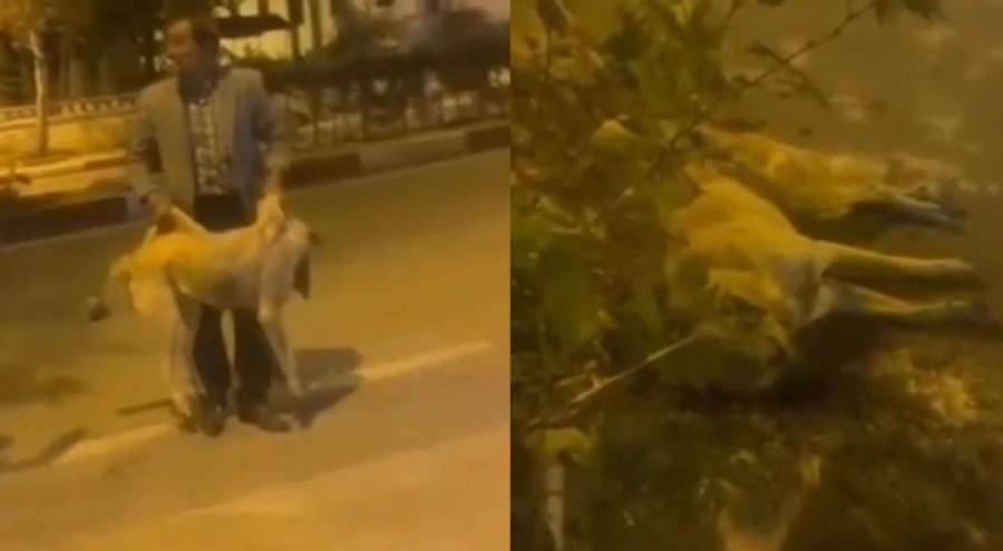 Sokak köpeğine yapılan müdahaleye vatandaşlar tepki gösterdi