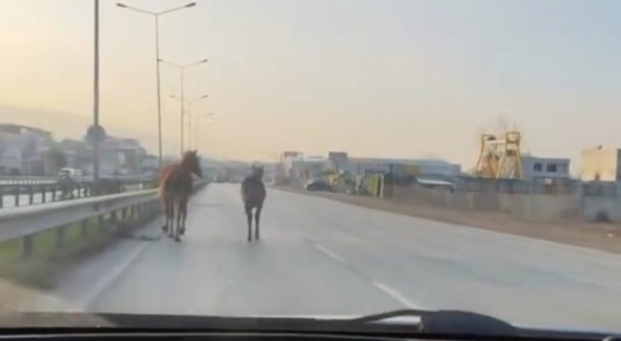 Bursa'da başıboş atlar trafikte tehlike saçtı