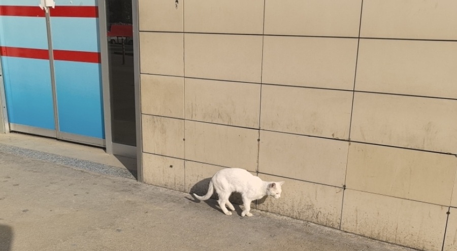 Bursa'da bacağı kırılan kedi acile geldi
