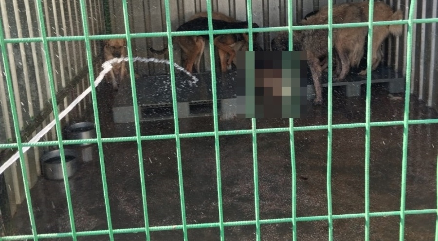 Gemlik'teki hayvan rehabilitasyon merkezindeki olaya Başkan Deviren'den açıklama