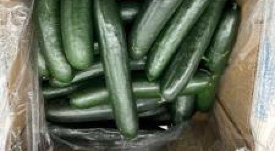 ABD'de salmonella salgını: 68 kişi hastalandı