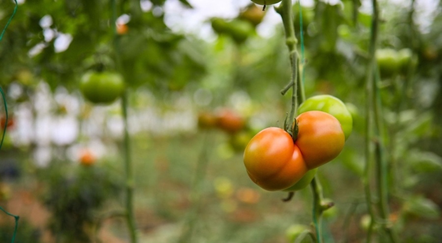 Domatesin fiyatında raflara gelene kadar yüzde 175'lik artış