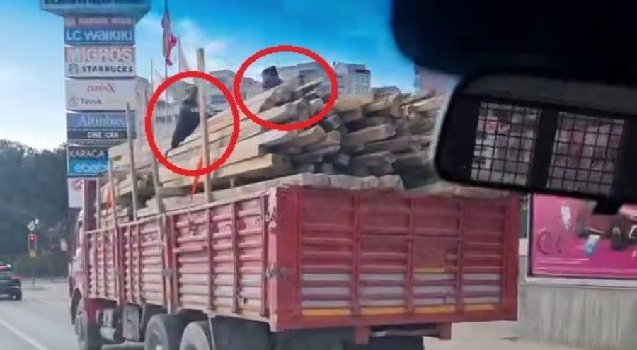 Bursa'da kereste yüklü kamyonun üstünde ölüme meydan okudular!
