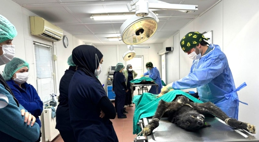 Osmangazi Belediyesi ve BUÜ iş birliğinde 155 can dostu kısırlaştırıldı