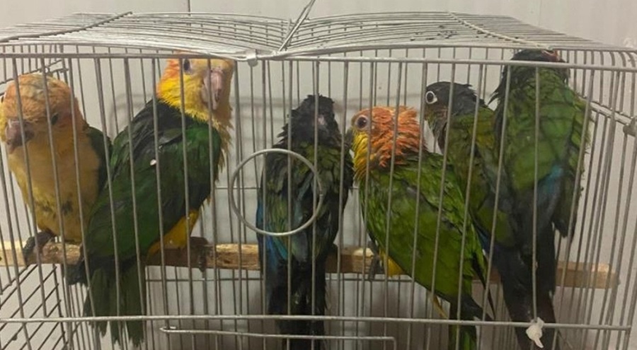 Habur Sınır Kapısı'nda 6 adet "konur" cinsi papağan ele geçirildi