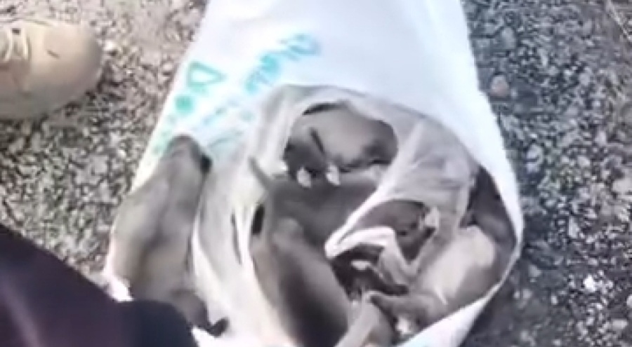 Ağzı bağlı poşette 4'ü ölü 11 yavru köpek bulundu!
