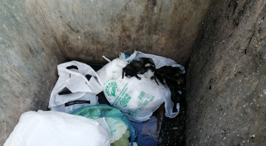 Poşetle çöpe atılmış 11 yavru köpek bulundu!