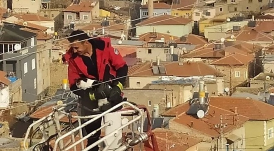 Elektrik direğinde mahsur kalan kediyi itfaiye kurtardı
