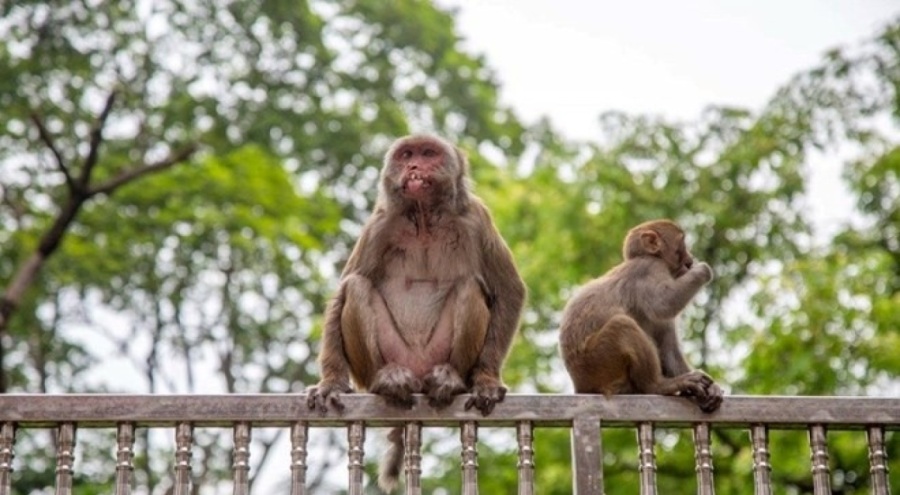 Avustralya'da erkek maymunların kısırlaştırılması kararı alındı