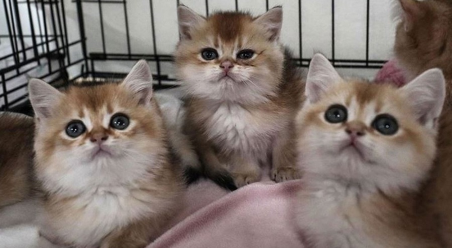 Hayvan sahiplenenler dikkat! Yeni yönetmelik Resmi Gazete'de