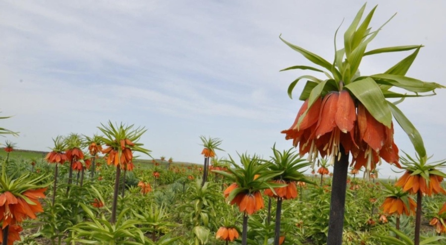 İhracatı yasak ve kotaya tabi doğal çiçek soğanları açıklandı