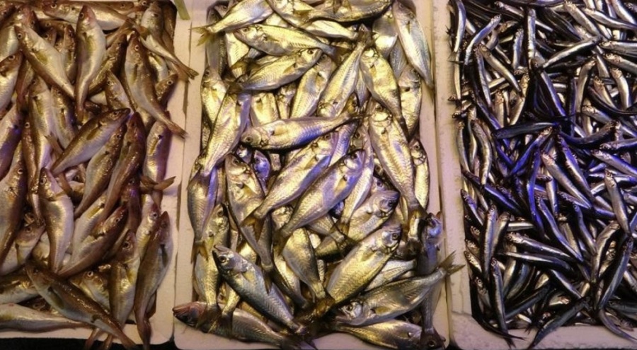 Balık fiyatları arttı!