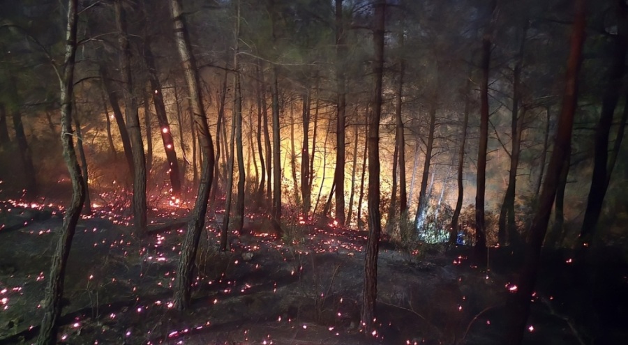 Adana'da çıkan orman yangınında 4 hektarlık alan zarar gördü