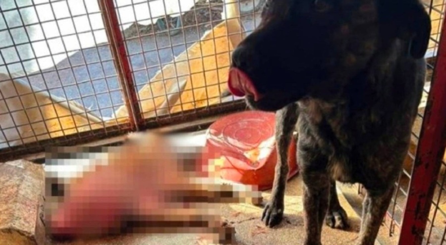 Mamak Belediye Başkanı Şahin: Olay kasıtlı şekilde servis edildi