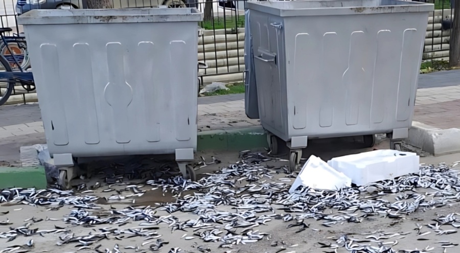 Gemlik'te bir kişi bozuk balıkları yola döktü!