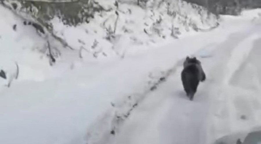 Uludağ'da ayılar kış uykusunu unuttu