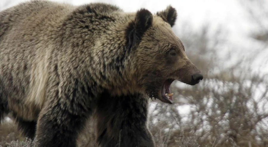 Üzerine ağaçtan ayı düşen avcı hayatını kaybetti
