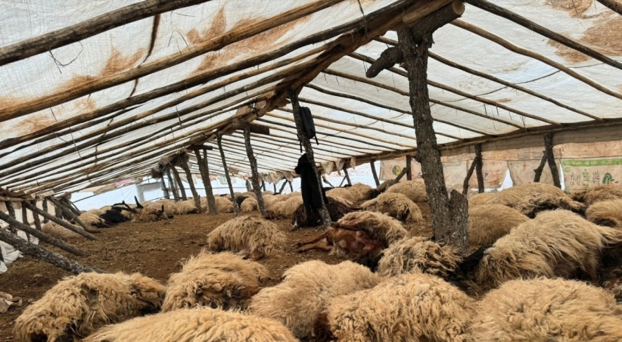 Çadırda ahırda havasız kalan 150 koyun öldü