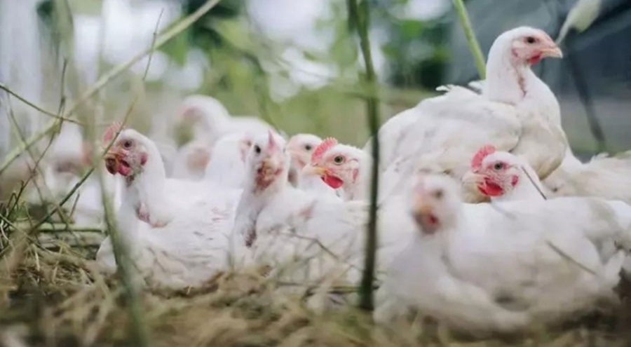 ABD'de OHAL kararı alındı