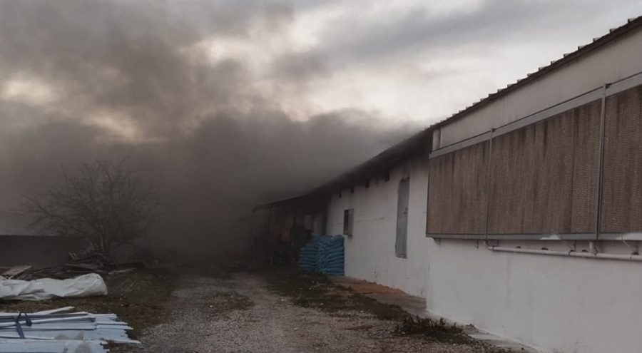 Tavuk çiftliğinde yangın çıktı!