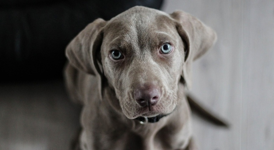 Popüler köpek mamaları geri çağrıldı! Salmonella riski