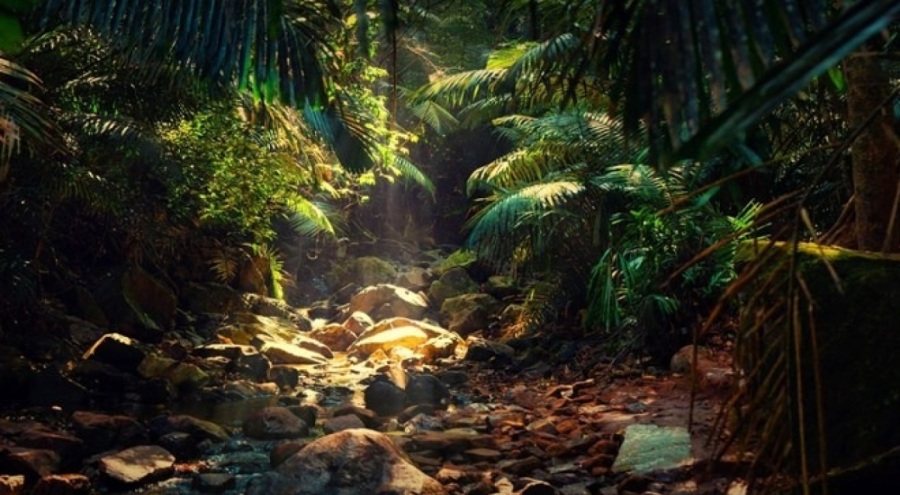 Peru'da 27 yeni hayvan türü keşfedildi