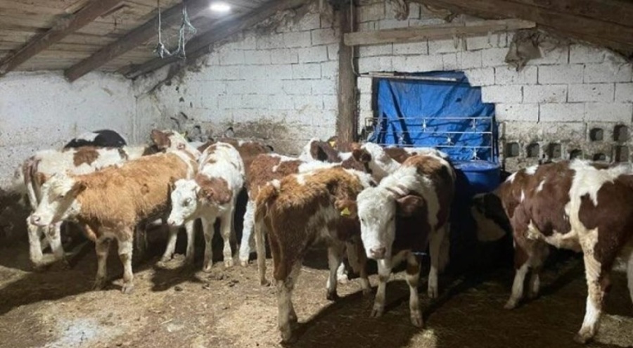 'Büyükbaş' dolandırıcılığı: 4 gözaltı