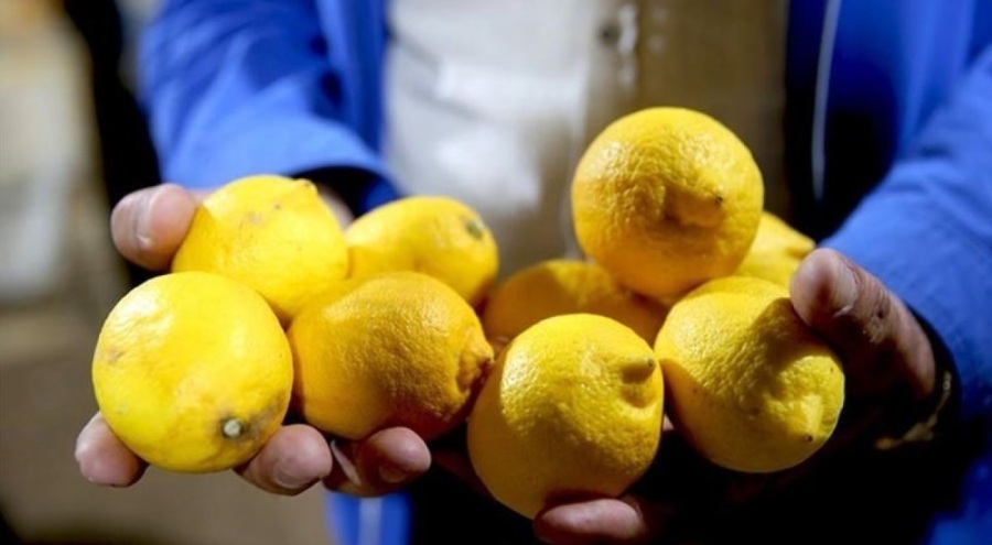 Türkiye'de 'pestisitli limon' krizi: Hepsi gümrükten geri döndü!