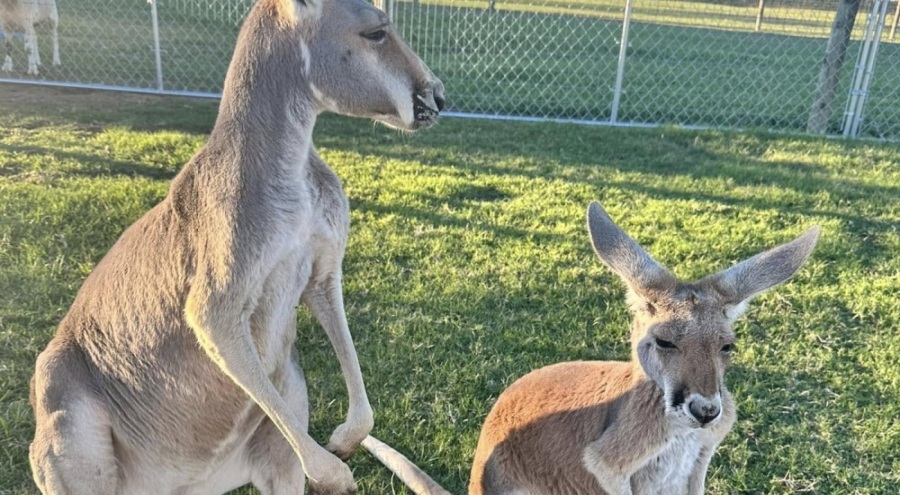 ABD'de evden kaçan kanguruyu arama çalışmaları sürüyor