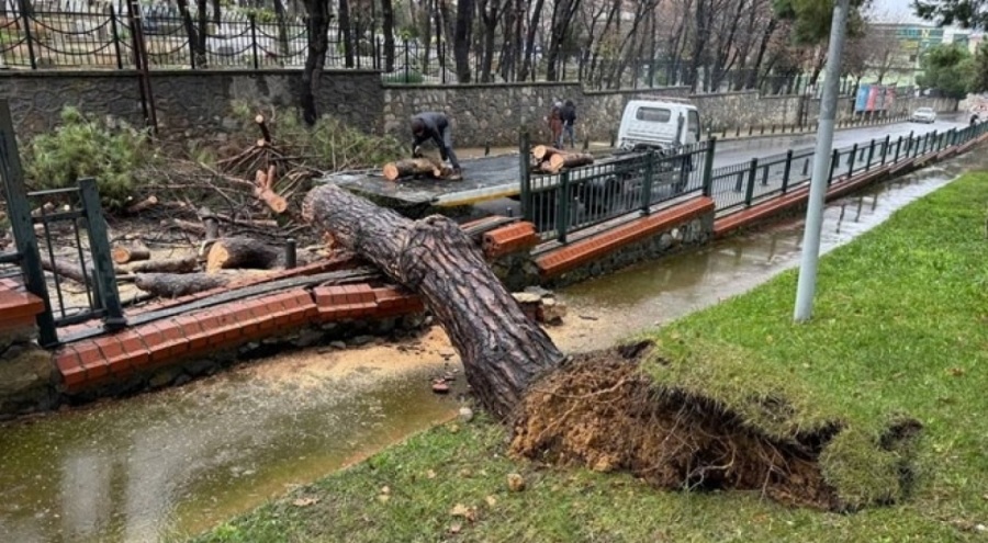 Sağanak sonucu parktaki ağaç caddeye devrildi
