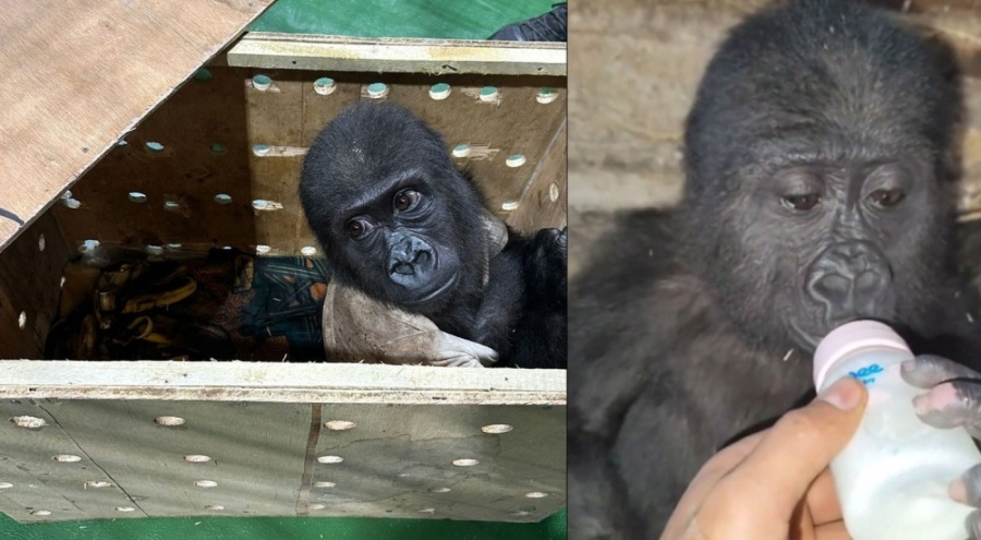 Bakanlıktan İstanbul Havalimanı'nda yakalanan gorille ilgili açıklama: Ufaklığın durumu iyi